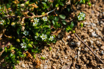 Close-up photo of white Stellaria media flowers blooming in spring
