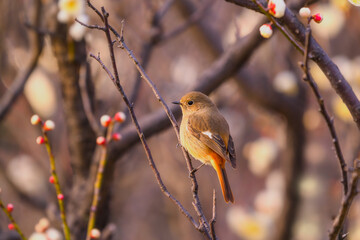 梅の木にとまるジョウビタキ