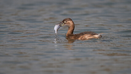great crested grebe with babies