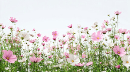 Celebrating the First Day of Spring Nowruz in a Blooming Garden