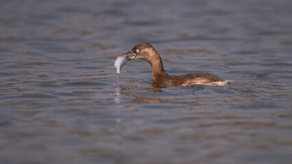 great crested grebe in water