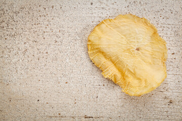 A slice of dried yacon tuber on grunge white painted wood with copy space. Yacon contains inulin, a complex sugar, which promotes healthy probiotics.