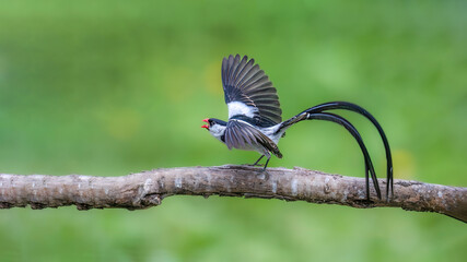 black capped kingfisher