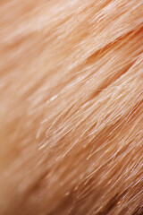 Macro texture of used blusher brush as background