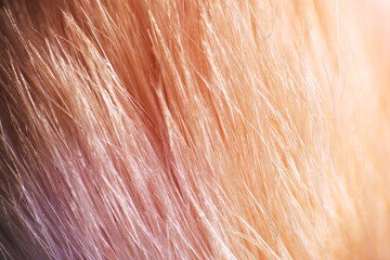 Macro texture of used blusher brush as background