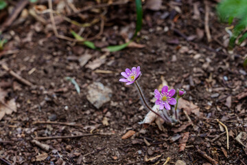 Close-up photo of purple Hepatica flowers blooming in the forest in early spring