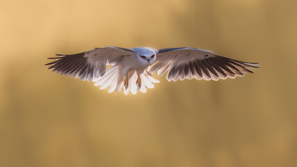 red kite in flight