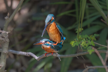 kingfisher on a branch