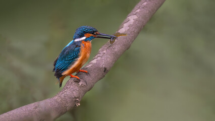 kingfisher on a branch