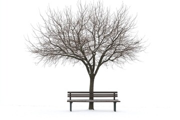 Solitary winter tree and bench
