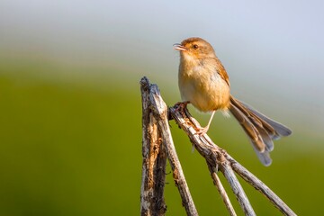 robin perched on a branch