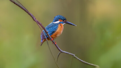 kingfisher on the branch