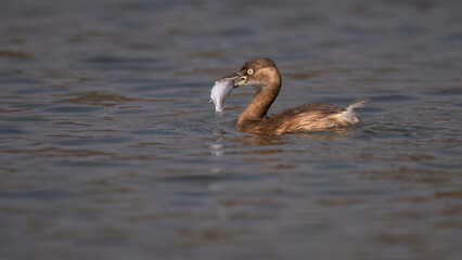 great crested grebe with reflection
