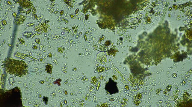 worms microorganisms and soil biology, with nematodes and fungi under the microscope. in a soil and compost sample on a farm in australia