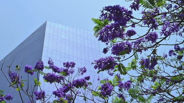 &Aacute;rbol de jacaranda en primavera, ciudad de M&eacute;xico, CDMX glorieta de cibeles landmark