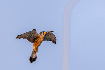 red tailed hawk