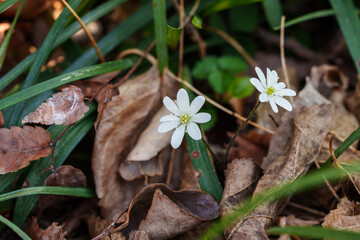 Close-up photo of white Hepatica flowers blooming in the forest in early spring