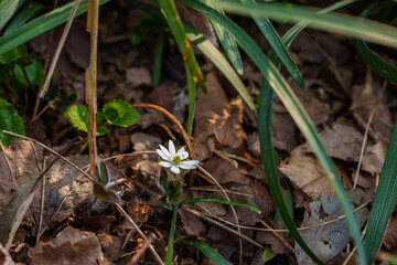 Close-up photo of white Hepatica flowers blooming in the forest in early spring