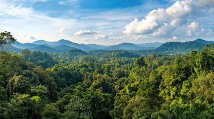 Naklejka premium A wide-angle view of a tropical rainforest with dense, lush vegetation.