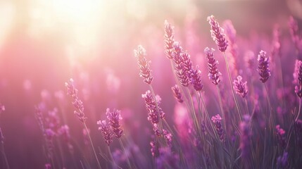 Obraz premium A close-up of a purple lavender field with soft sunlight.