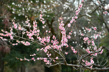 早春の梅の花