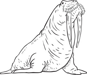 walrus 