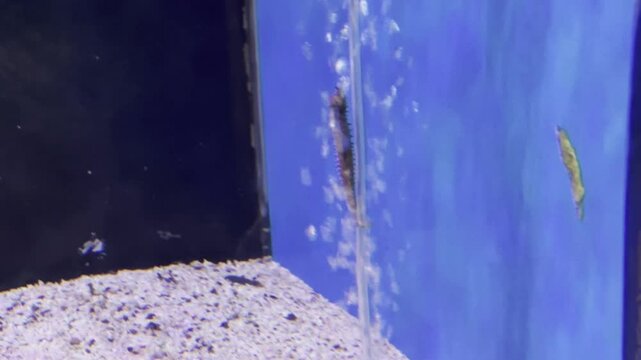 Sea Hourse Stuck