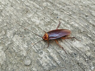 Close up of Cockroach on the floor 