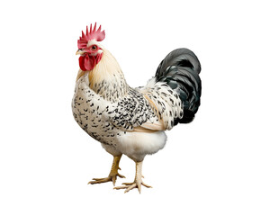 Fototapeta premium Brahma chicken on transparent background