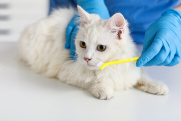 Female veterinarian brushing teeth of cute white cat in vet clinic, closeup. Pet Dental Health Month