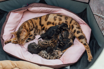 Obraz premium Adorable golden bengal mother-cat feeds her little kittens with breast on the cat's pillow