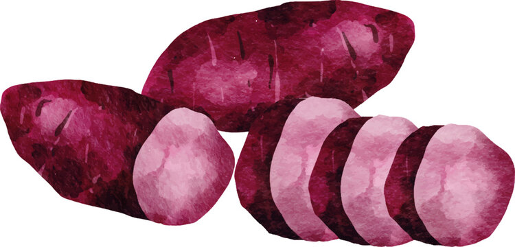 Watercolor Ubee- Sweet Potato Illustration