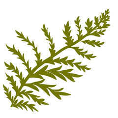 a  large branch of grass or tern on transparentt background 