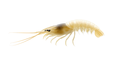 Macro image of a translucent shrimp with detailed features against a clean white background