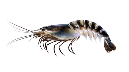 Realistic Illustration of a Detailed Shrimp Depicting Its Unique Features and Vibrant Colors