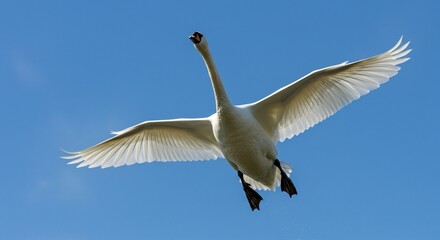 Obraz premium beautiful photo with a white swan flying