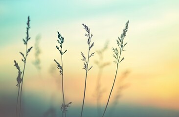 Fototapeta premium Delicate grass stalks at sunset