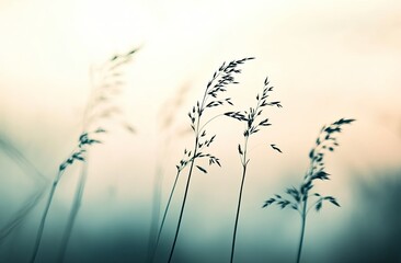 Gentle Meadow Grasses in Soft Light