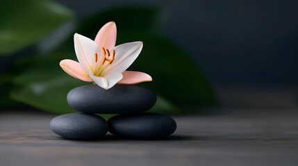 Serene Spa Still Life: Pink and White Lily on Dark Gray Stones