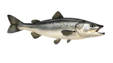 Obraz premium Realistic depiction of a fresh fish featuring silver scales and vibrant fins suitable for culinary use