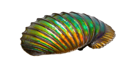 Colorful Abalone Shell with Iridescent Surface Displaying a Vibrant Spectrum of Color Tones