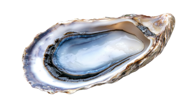 Stunning Close-Up of an Open Shell with Glossy Interior and Intricate Natural Patterns