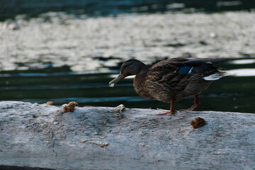 duck on the river