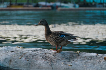 duck on the river