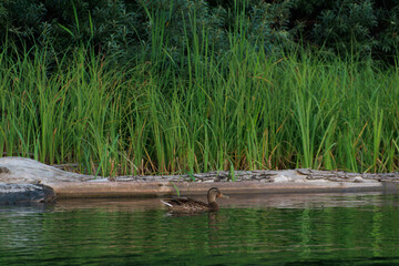 duck on the river