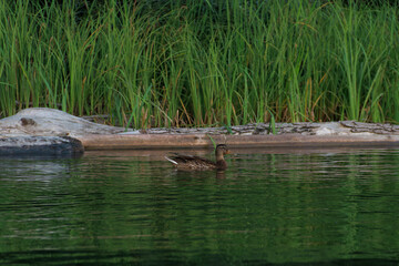 duck on the river