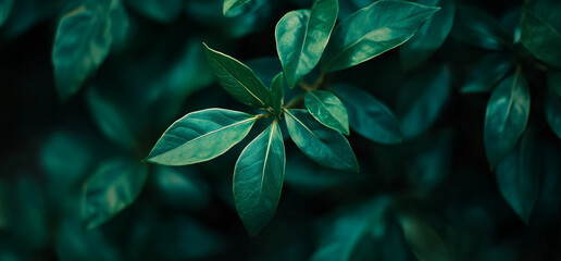 Fototapeta premium Close-up of vibrant green leaves in a lush garden.