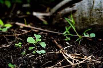 Young green plants, possibly Tarragon, Setaria viridis, or Japanese stiltgrass, sprout from rich soil, showcasing new life in nature