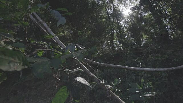 woods, hd video, canon eos r c-log 8bits