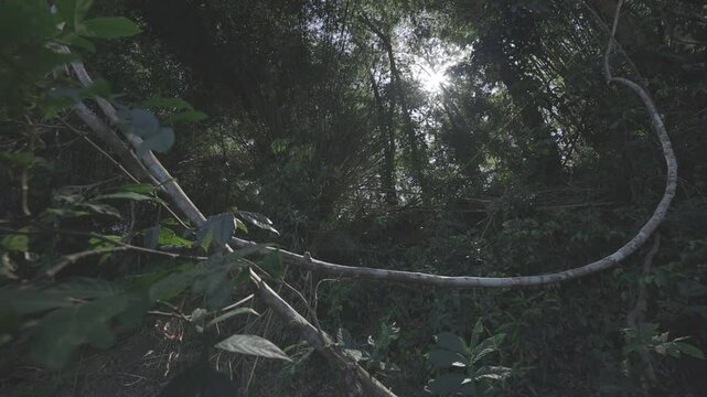 calm forest, hd video, canon eos r c-log 8bits